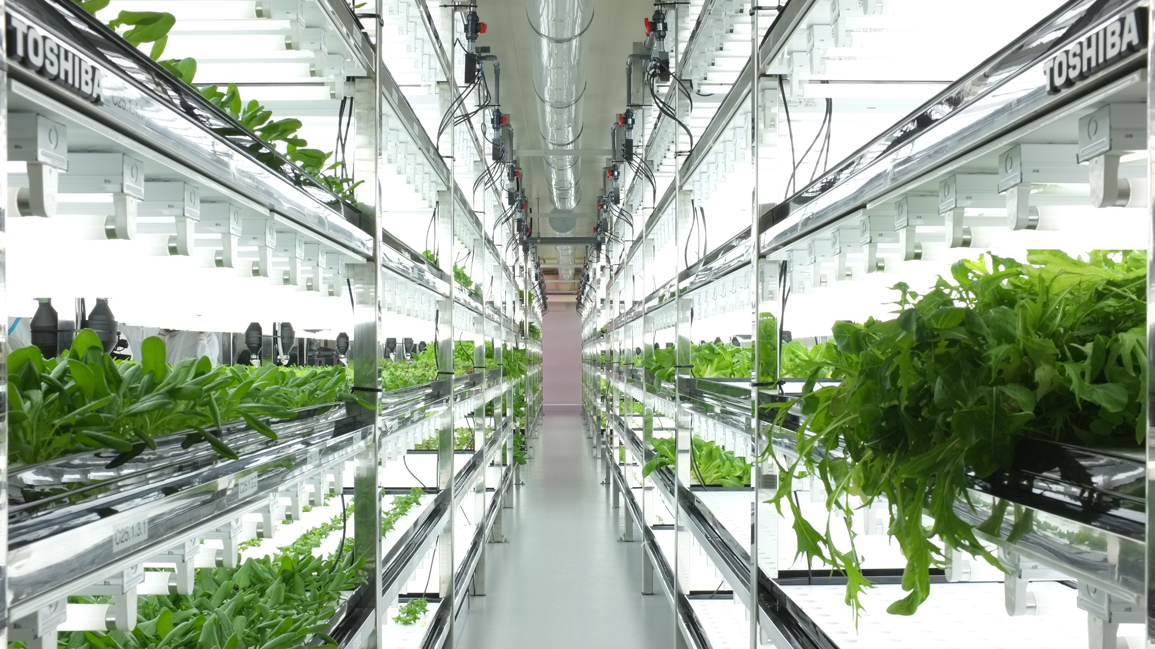 Toshiba indoor lettuce farm